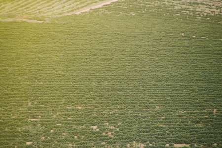 Coffee plantation with green rows, blue sky, and rural landscape, perfect for agriculture,...