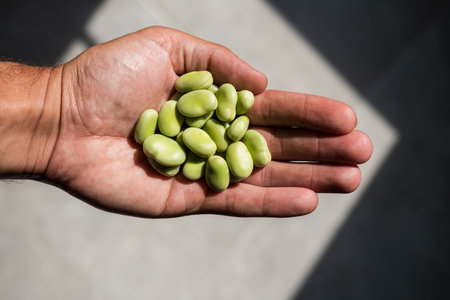 A hand holding a bunch of fresh raw organic fava beans from the urban garden. Urban garden concept. Sustainability. Vegan organic food.の写真素材