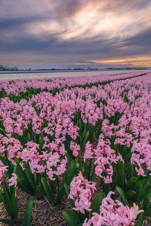 Pink hyacinths blooming in a Dutch field at sunset