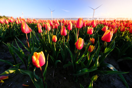 Tulips in an agricultural field in sunlight in spring, Almere, Flevoland, The Netherlands