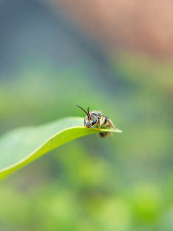 bee on a green leafの写真素材