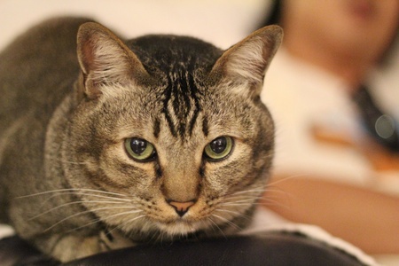 Mr. Catの写真素材