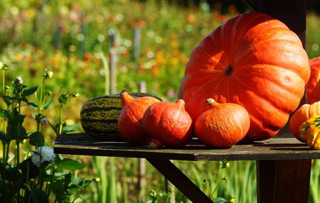 Pumpkins on a farmの写真素材