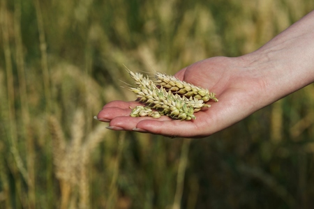 Grain in a beautiful female handの写真素材