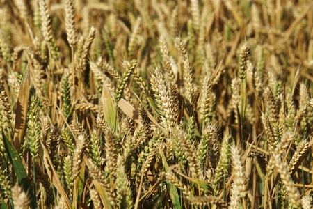 Cornfieldの写真素材