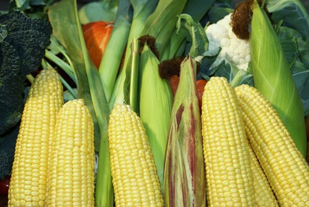 Cornの写真素材