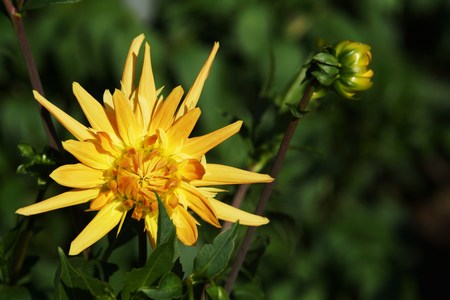 Beautiful Dahliaの写真素材