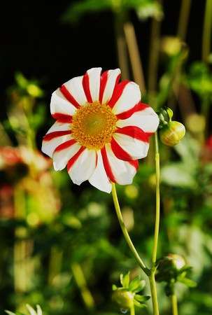 Beautiful Dahliaの写真素材