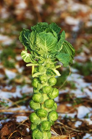 Brussels sproutsの写真素材