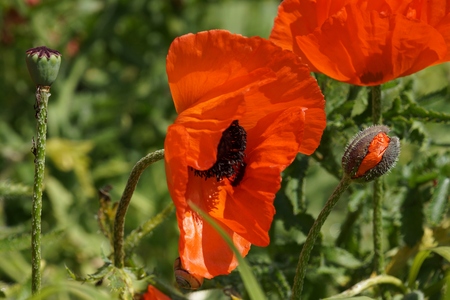 Poppyの写真素材