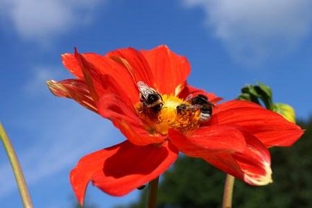 Bumblebees on a blossomの写真素材