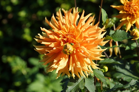 Beautiful Dahliaの写真素材