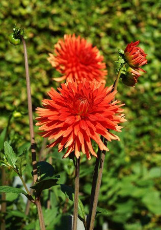 Beautiful Dahliaの写真素材