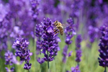 Honey bee in lavender field