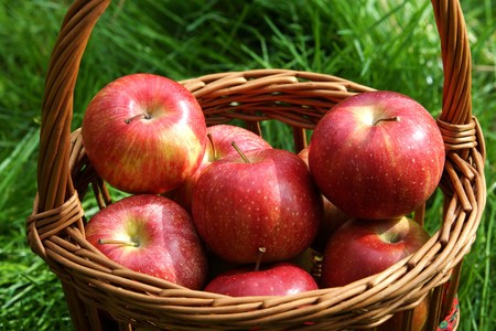 Fresh organic apples in a basketの写真素材