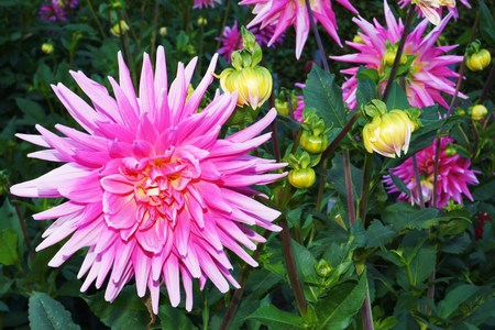 Dahliasの写真素材
