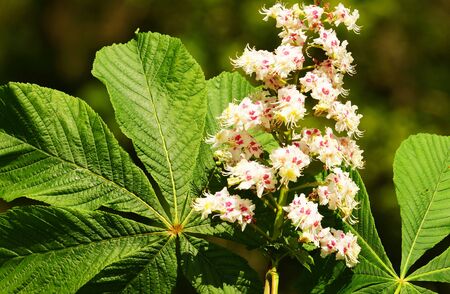 Beautiful large flower of a chestnut treeの写真素材