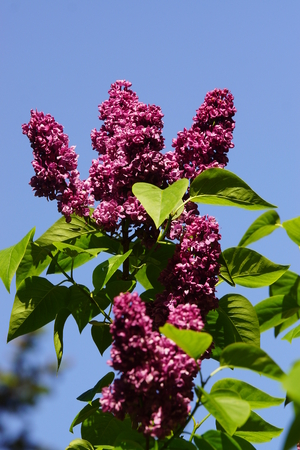 Beautiful large lilac tree under blue skyの写真素材