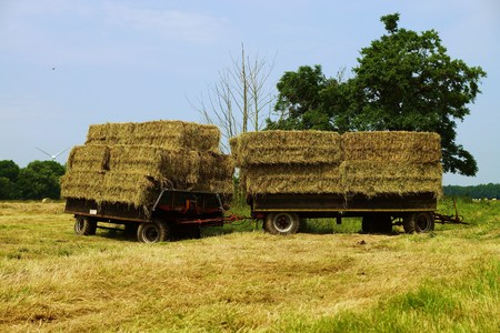 Straw bales on a tractor trailer