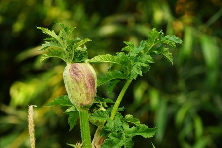 Hogweed in a meadow