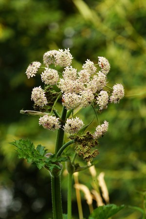 Hogweed in a meadow
