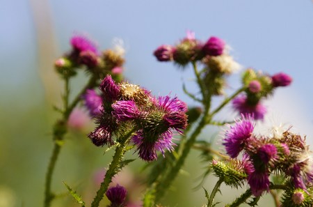 Thistles on a bee meadowの写真素材