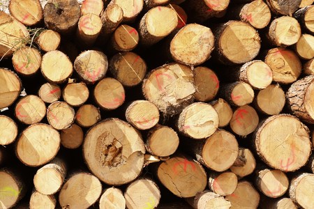 A large quantity of logs lying in the sunの写真素材