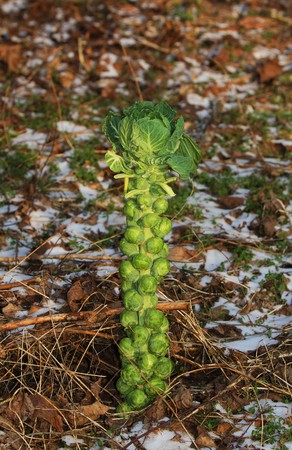 Brussels sprouts in a field in winterの写真素材