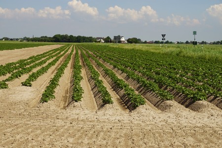 Potato plants in a field in summer