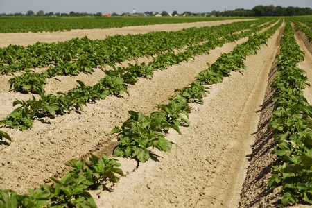 Potato plants in a field in summer