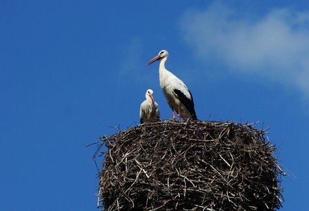 Stork couple in a nest on a chimneyの写真素材