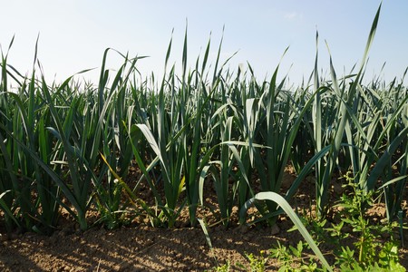 Large organic field with leeks in summerの写真素材