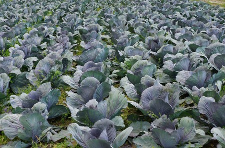 cabbage plants on a cabbage fieldの写真素材