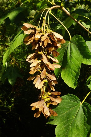 Maple seeds on a maple tree