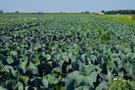 Vegetable field with cabbage plants under blue skyの写真素材