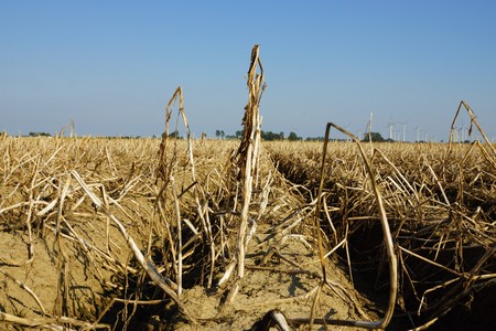 Potato plants in a field in summerの写真素材