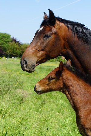 Beautiful mare and foal on a meadowの写真素材