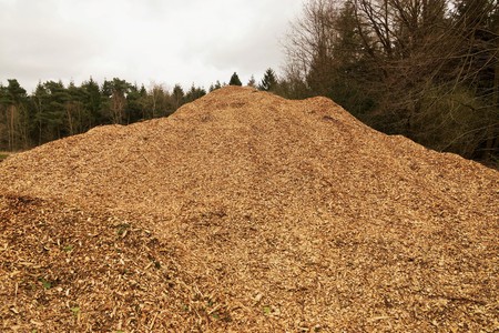 Woodpil in a forest in the Alpsの写真素材