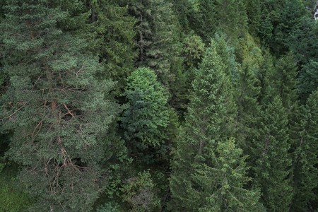 Forest in the Tyrolean Alps