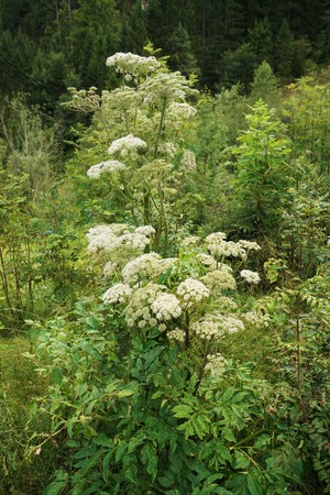 Angelica archangelica in the Tyrolean Alpsの写真素材