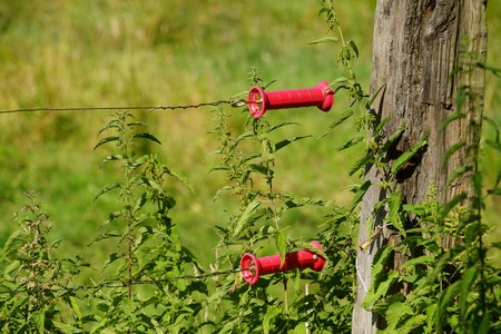 Electric fence on a pasture in summerの写真素材