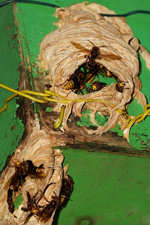 Hornet's nest in the summer at a bird houseの写真素材