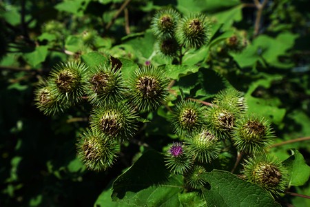 Buds of the great burdock arctium lappa in summerの写真素材