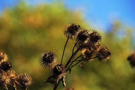 Bud of the great burdock arctium lappa in autumnの写真素材