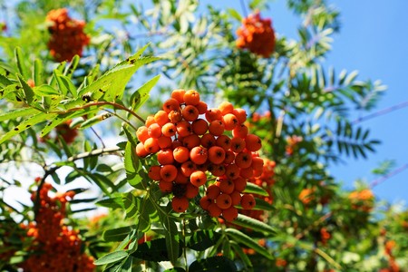 Rowan with her red fruits in September