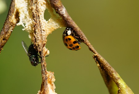 Ladybug and a fly on a pearの写真素材