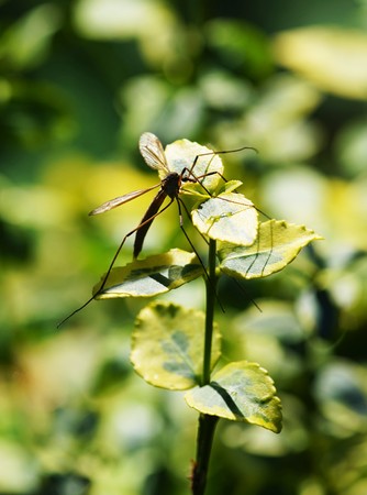 Crane fly on a pondの写真素材