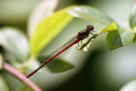 Red dragonfly Pyrrhosoma nymphula at a pondの写真素材