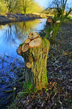 Cropped willow trees by the river in Januaryの写真素材
