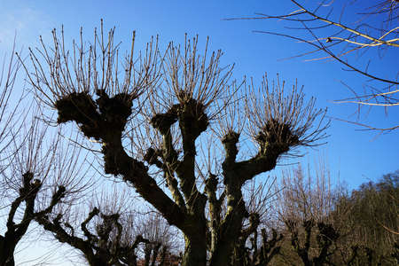 Large lime tree under a blue sky in Februaryの写真素材